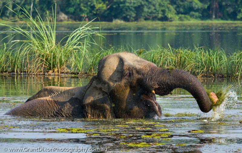image of Sayaboury elephant feeding