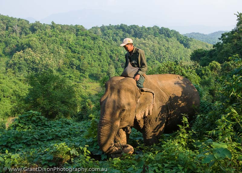 image of Sayaboury elephant & mahout 1