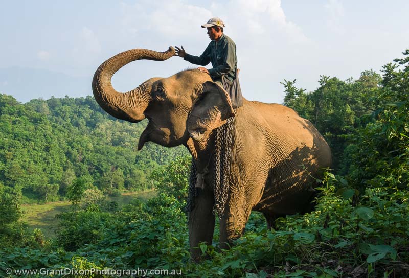 image of Sayaboury elephant & mahout 2
