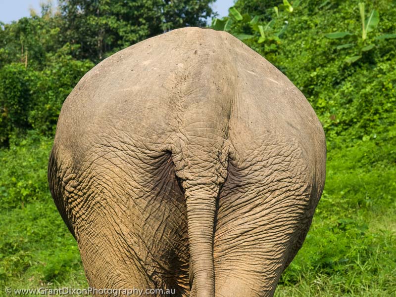 image of Elephant bum