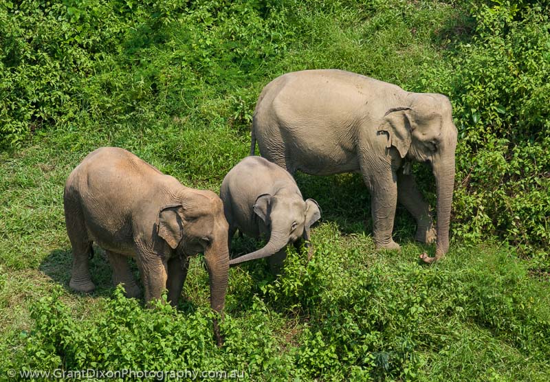 image of Sayaboury elephant group