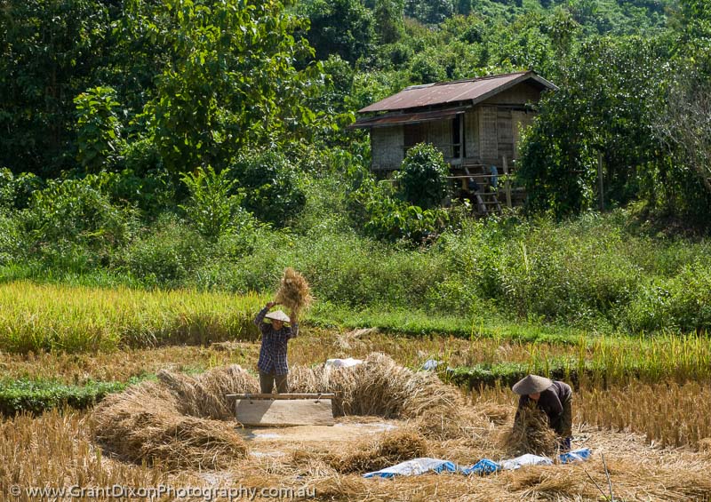 image of Nong Kiaw rice threshing