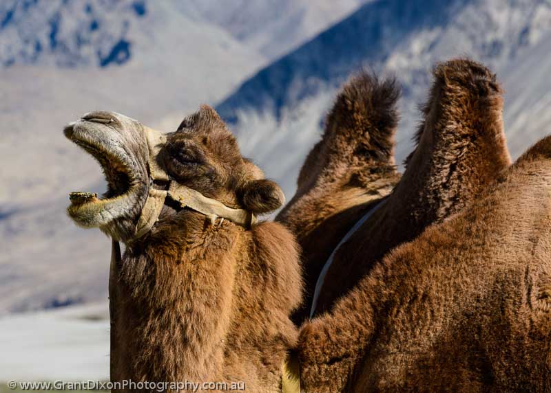 image of Nubra camel
