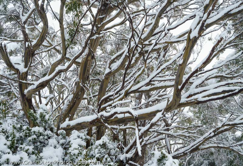 image of Hugel snowy eucalypt 2