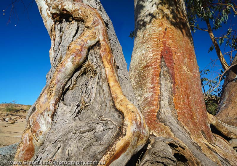 image of Ormiston weathered Red Gums