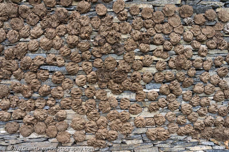 image of Yak dung on wall