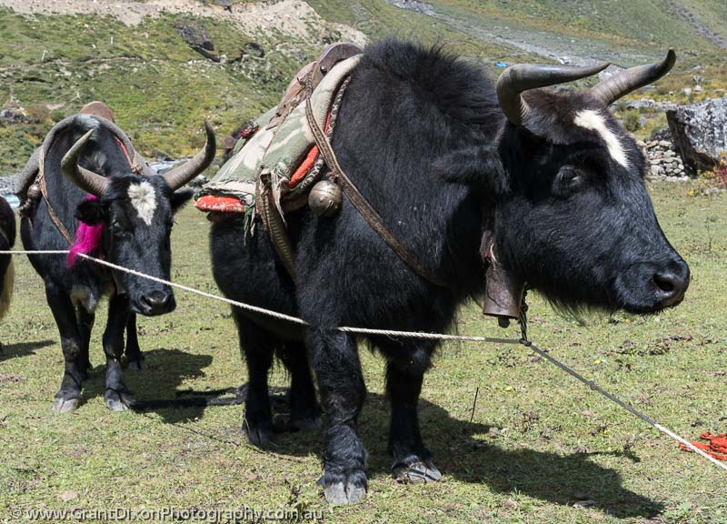image of Nile tethered yaks