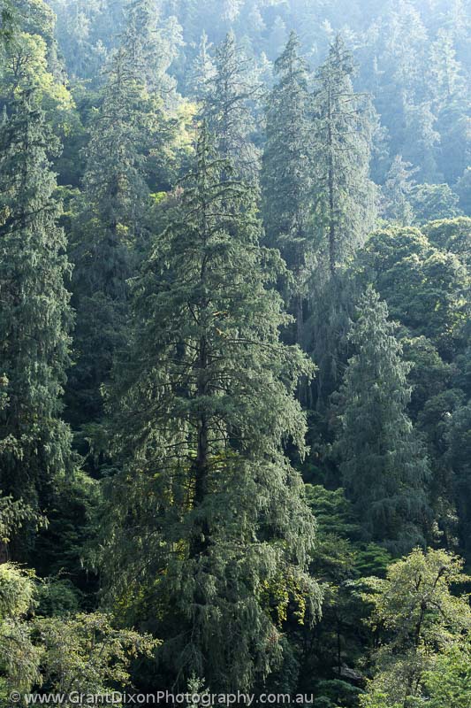 image of Longha Chhuta forest