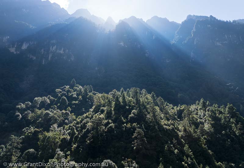 image of Tilije forest sunbeams