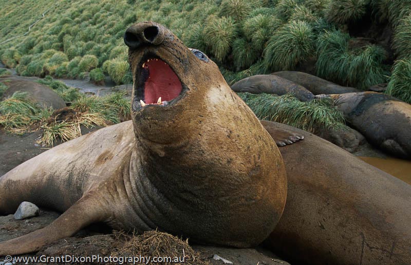 image of Elephant seal bull 1