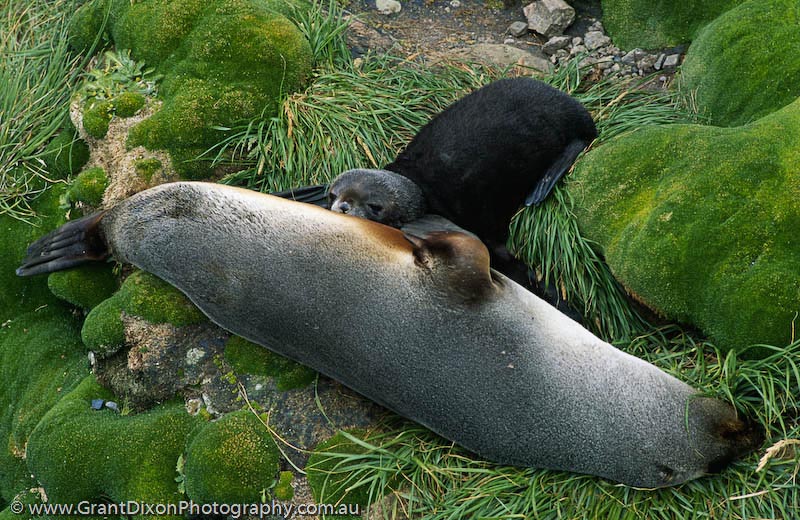 image of Fur seal pup 1