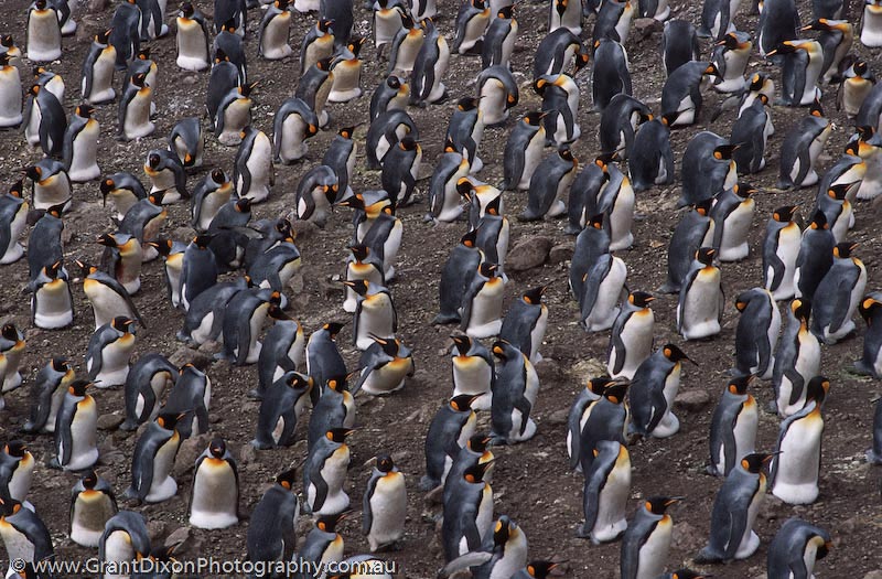 image of King penguins at Lusitania Bay 5