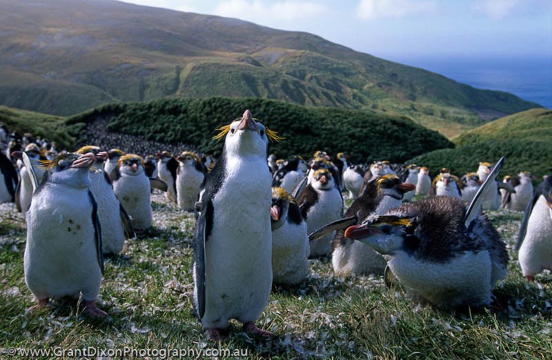 image of Royal penguins moulting 2
