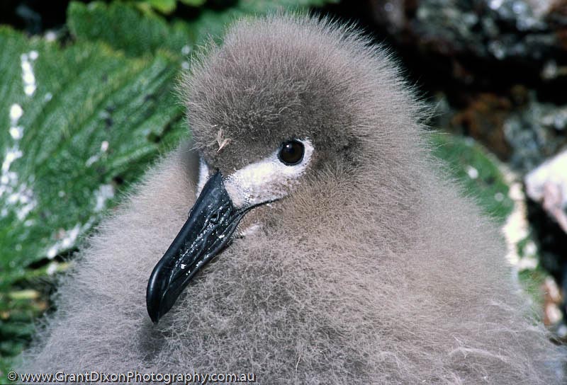 image of Sooty albatross chick 1, MI