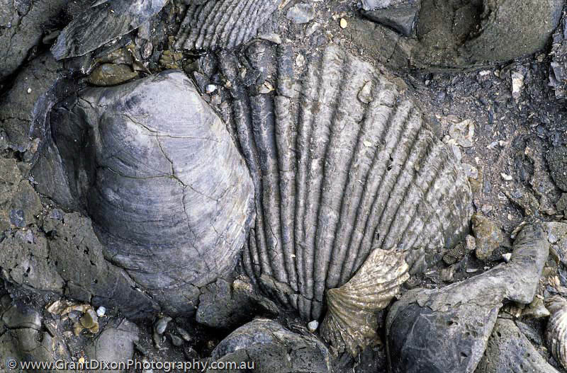 image of Shell fossils 1