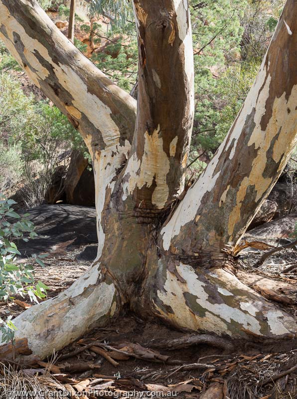 image of Mawson tree trunks