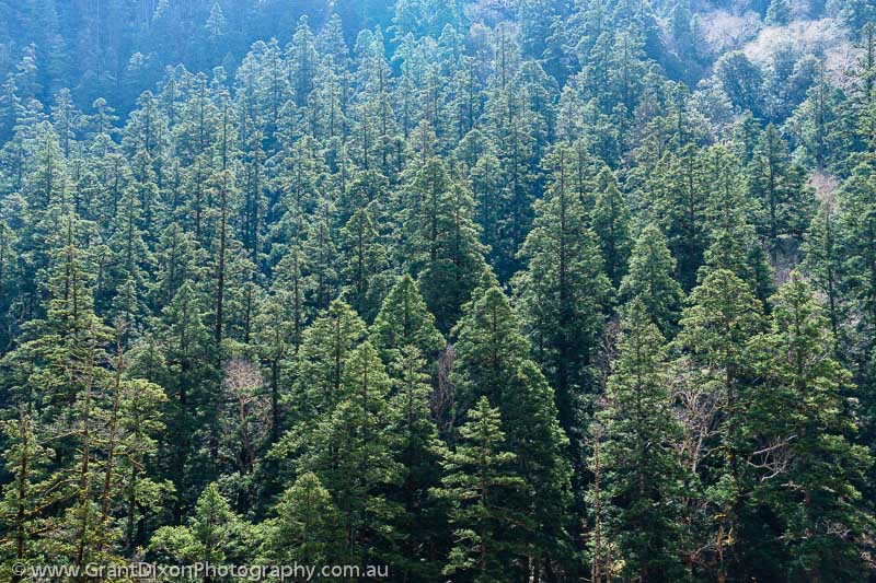 image of Mugu pine forest