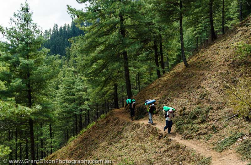 image of Porters in pine forest