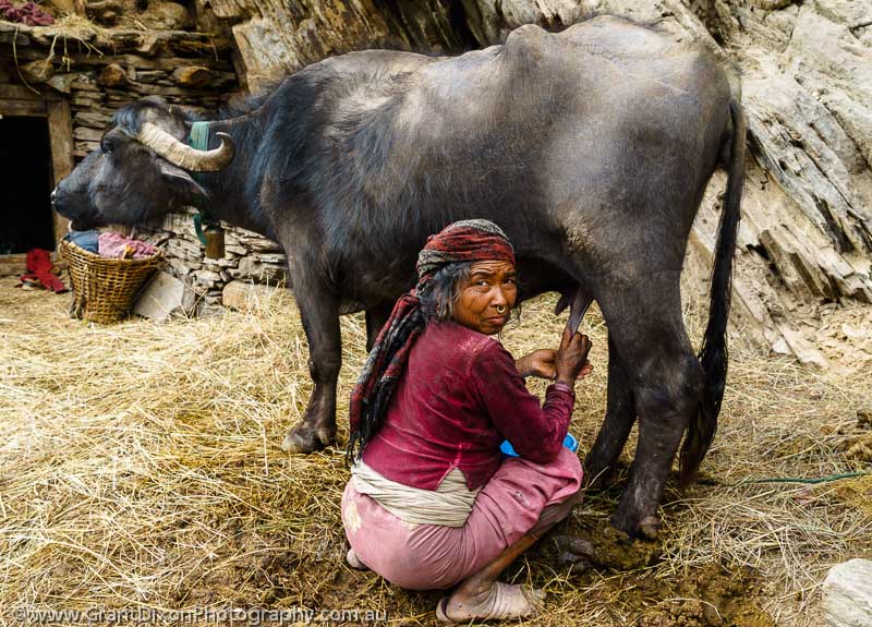image of Mugu woman milking