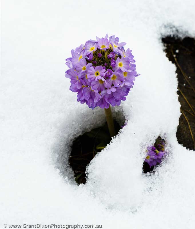 image of Primula in snow