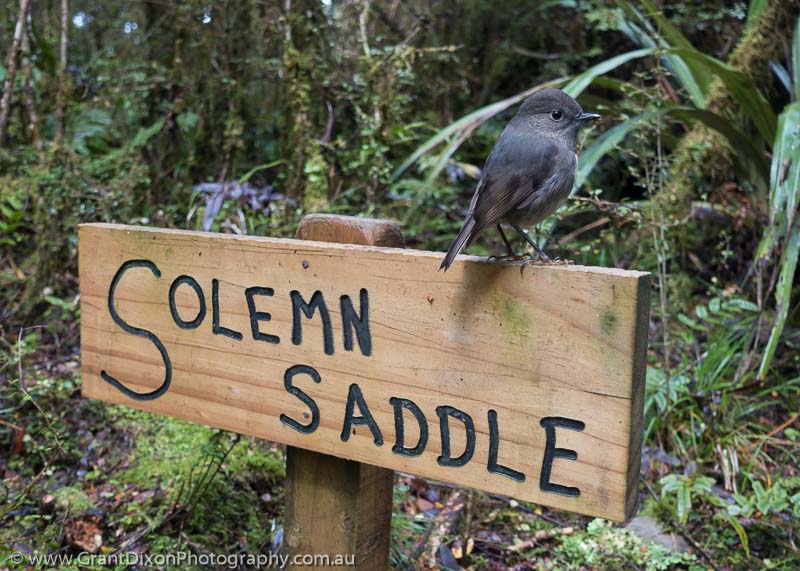 image of Solemn Saddle robin