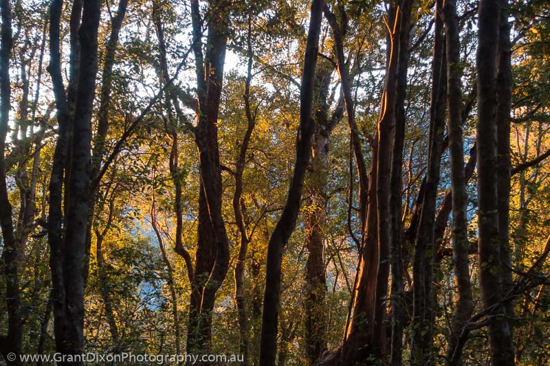 image of Heaphy dawn forest