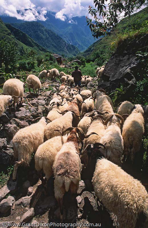 image of Kali Gandaki goats