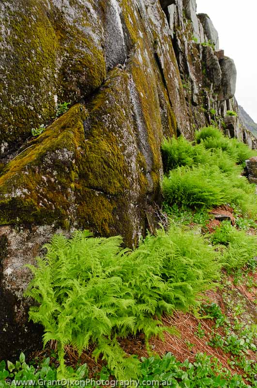 image of Trollfjord ferns