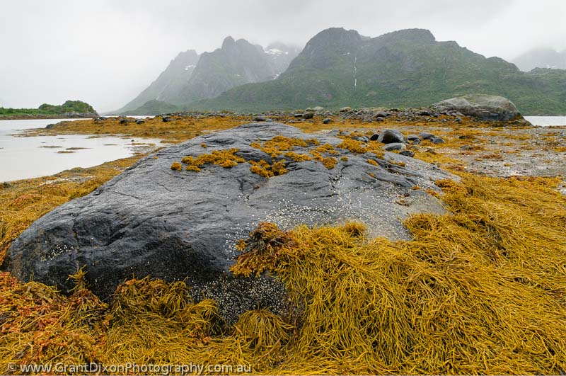image of Trolltindan seaweed