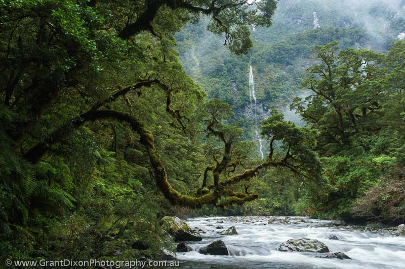 image of Hall Arm rainforest