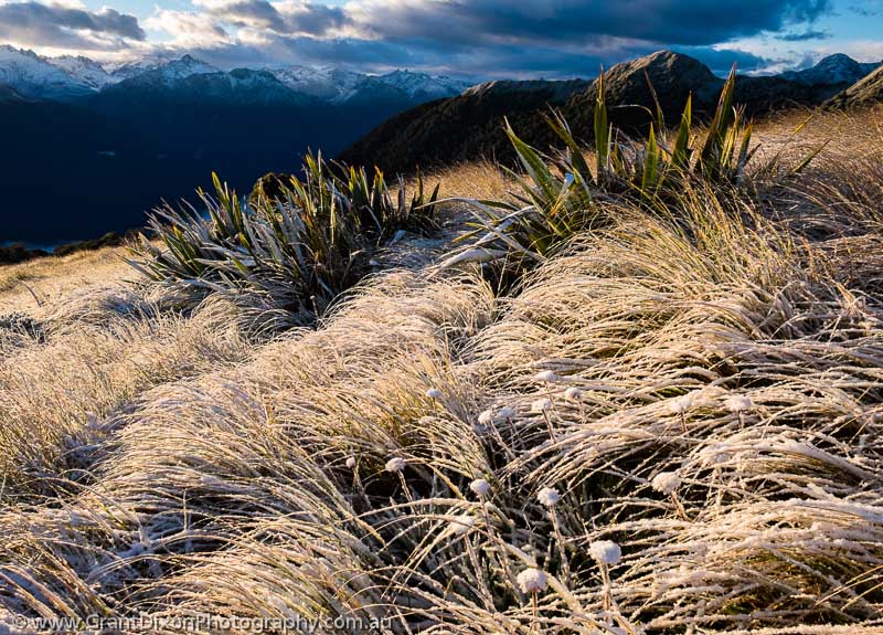 image of Skippers Range snow grasss