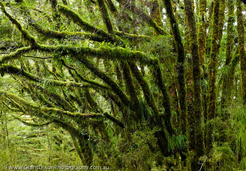 image of Kaipo moss forest