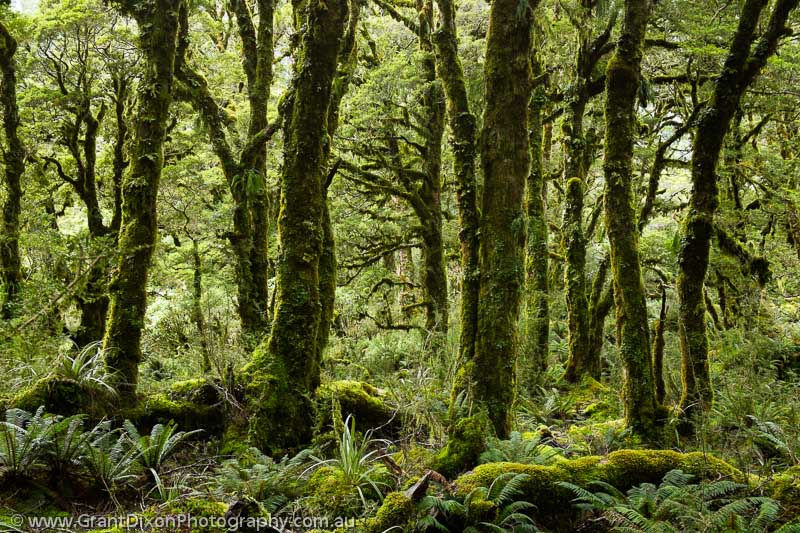 image of John O'Groats rainforest