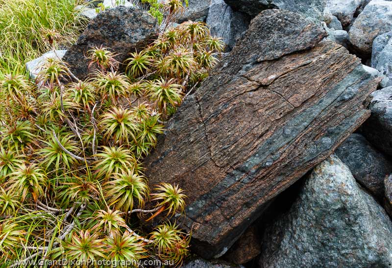 image of Dracophyllum & rock