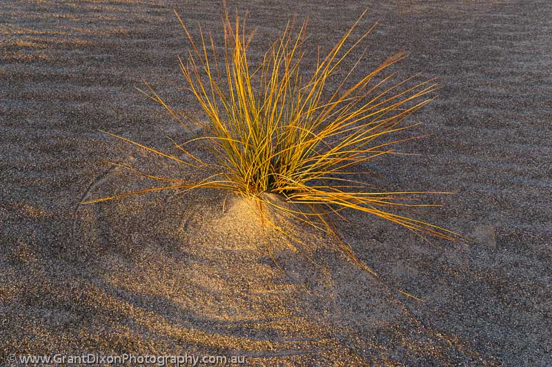 image of Martins Bay pingao grass 2