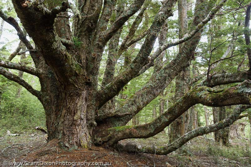image of Garvie ancient Beech tree