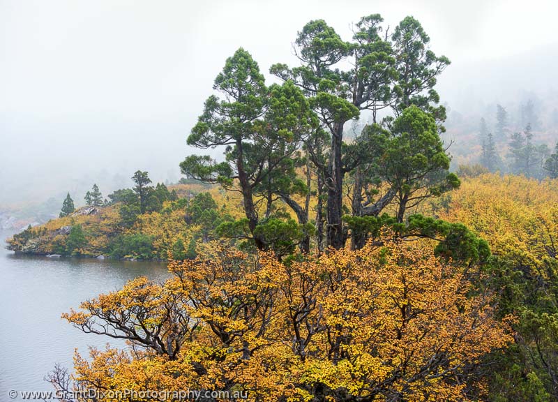 image of Fagus & Pencil Pines in mist 1