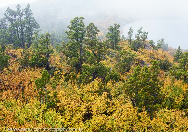 image of Fagus & Pencil Pines in mist 2