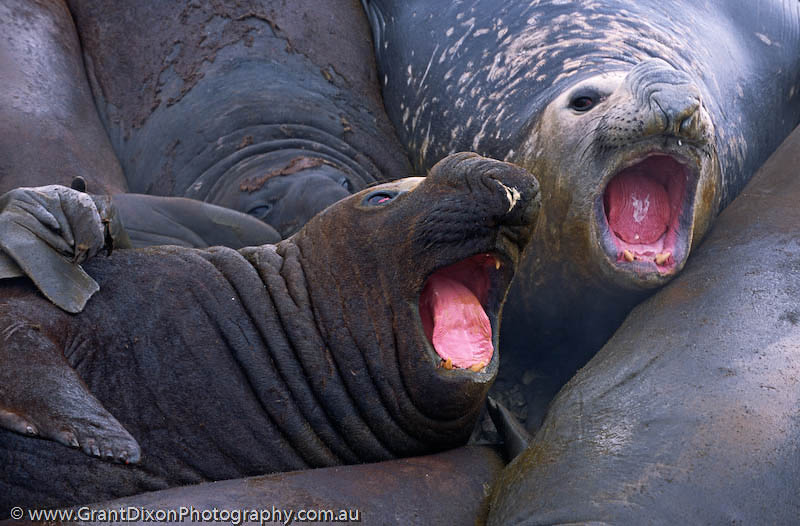 image of Elephant seal stack 3