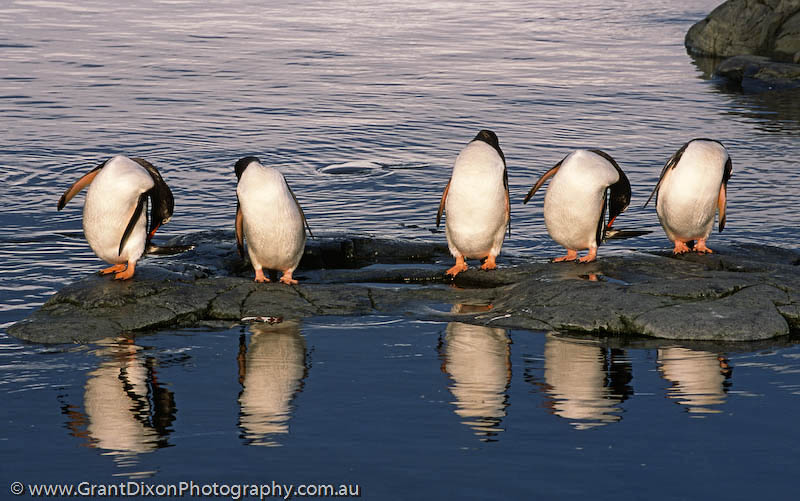 image of Gentoo penguins preening