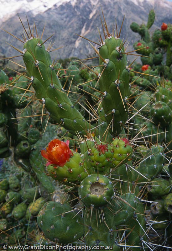 image of Colca cactus 3