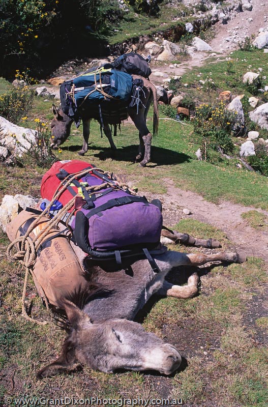 image of Resting burro