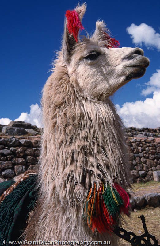 image of Ausangate llama