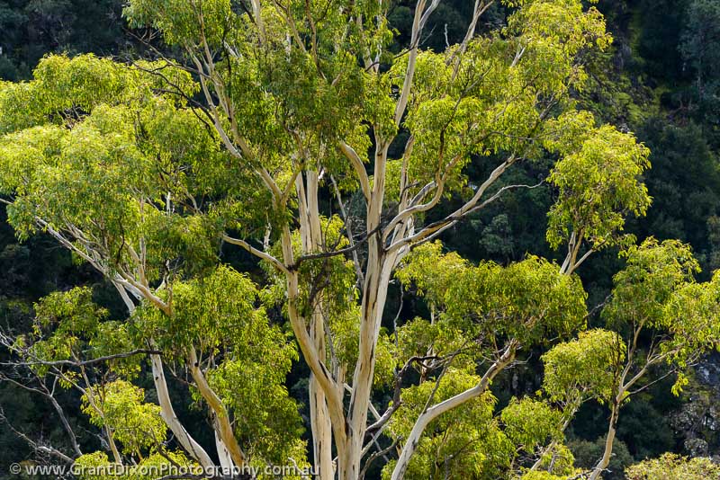 image of Backlit highland Eucalyptus