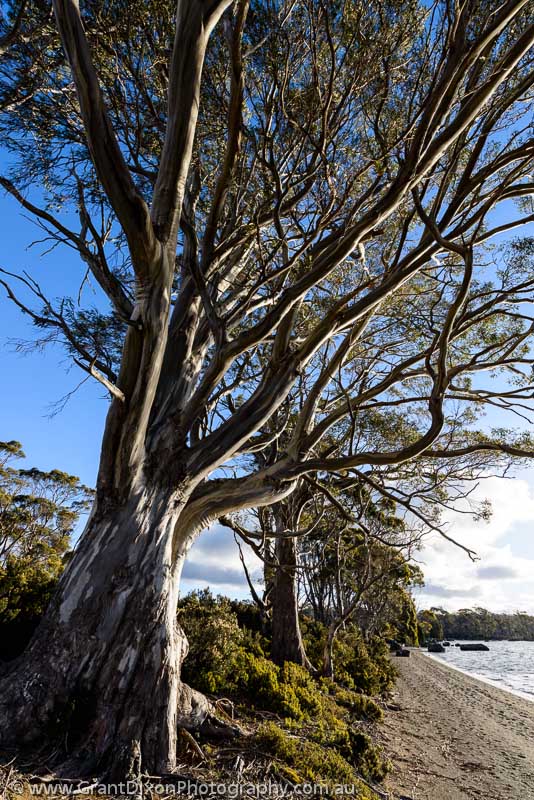 image of Lake Ina Gum tree