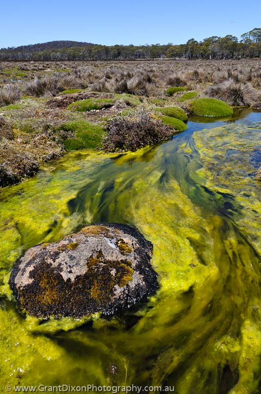 image of Kenneth Creek algae