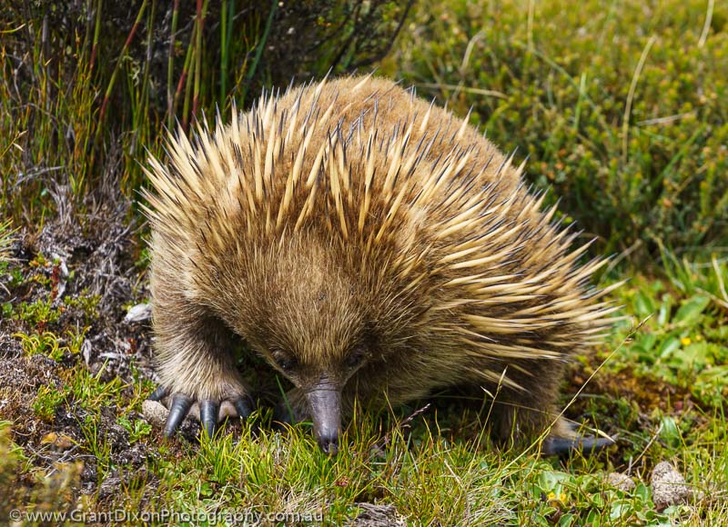 image of Central Plateau Echidna