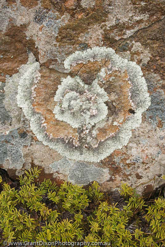 image of Lichen ring