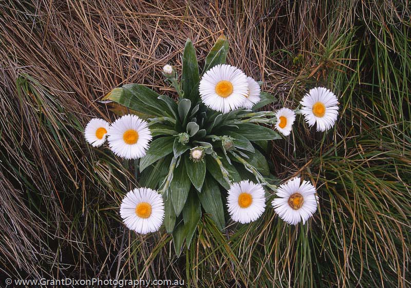 image of Routeburn daisies