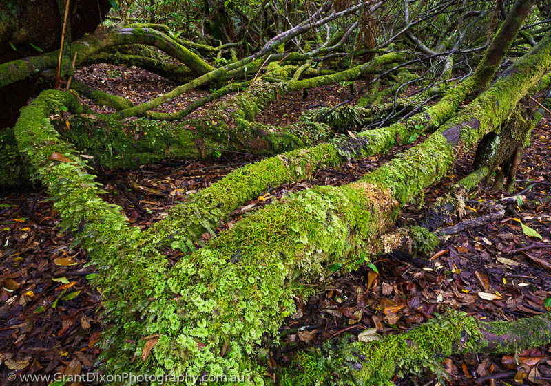 image of Louisa moss forest